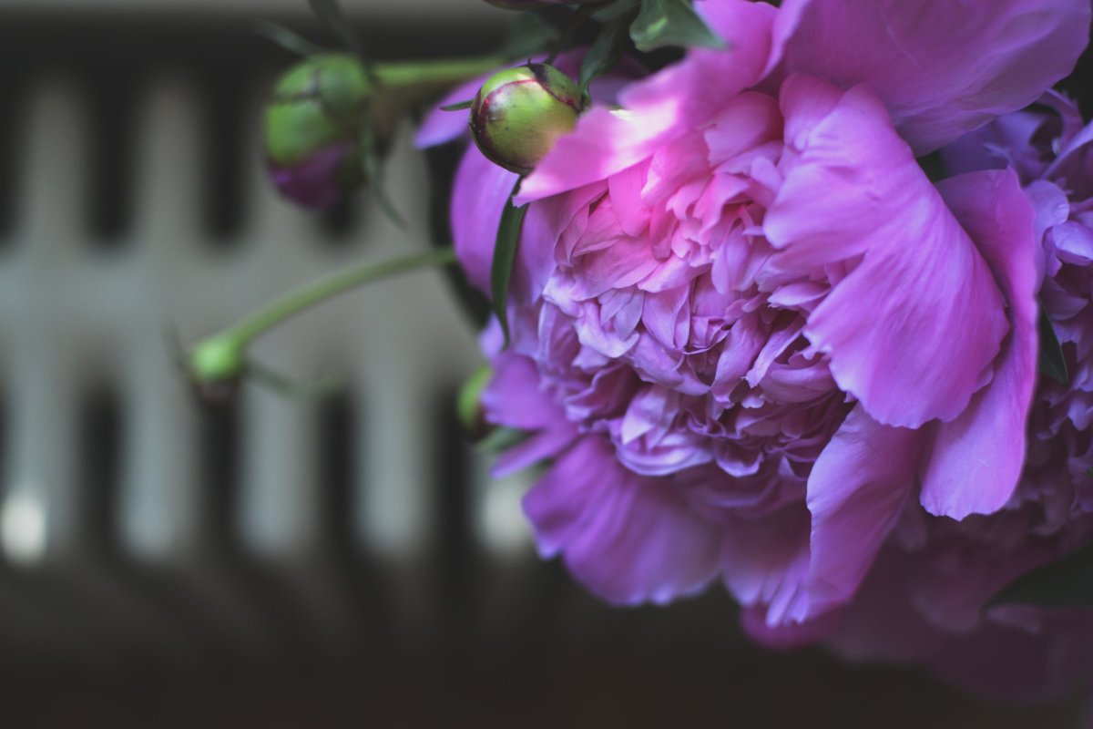 Пион сиреневый туман