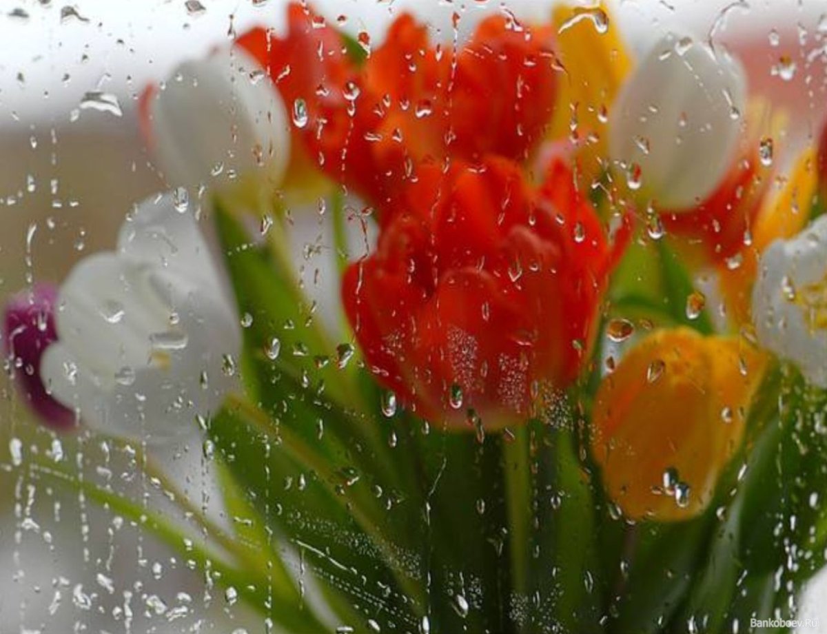 Весеннее утро