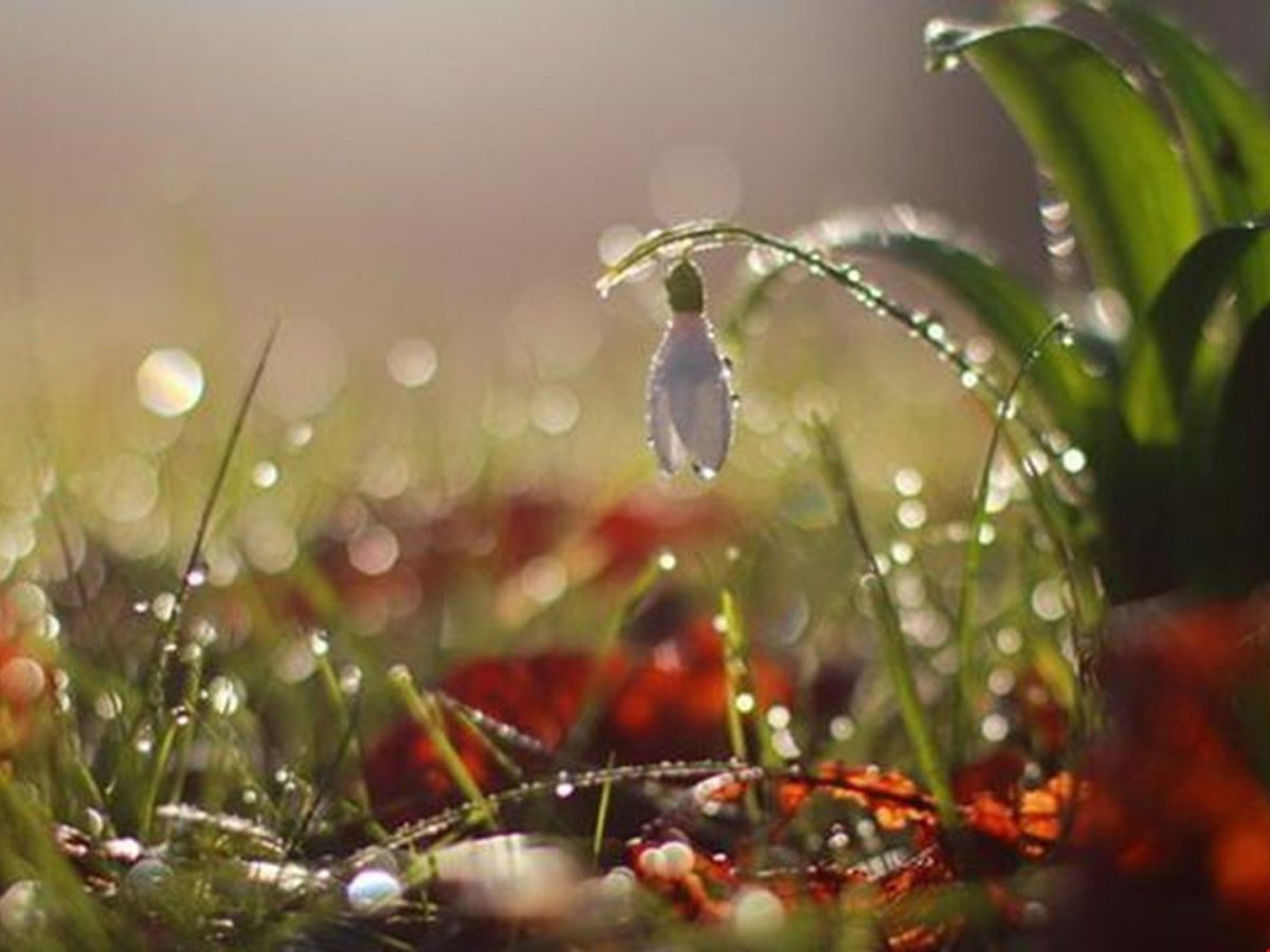 Цветы за мокрым стеклом