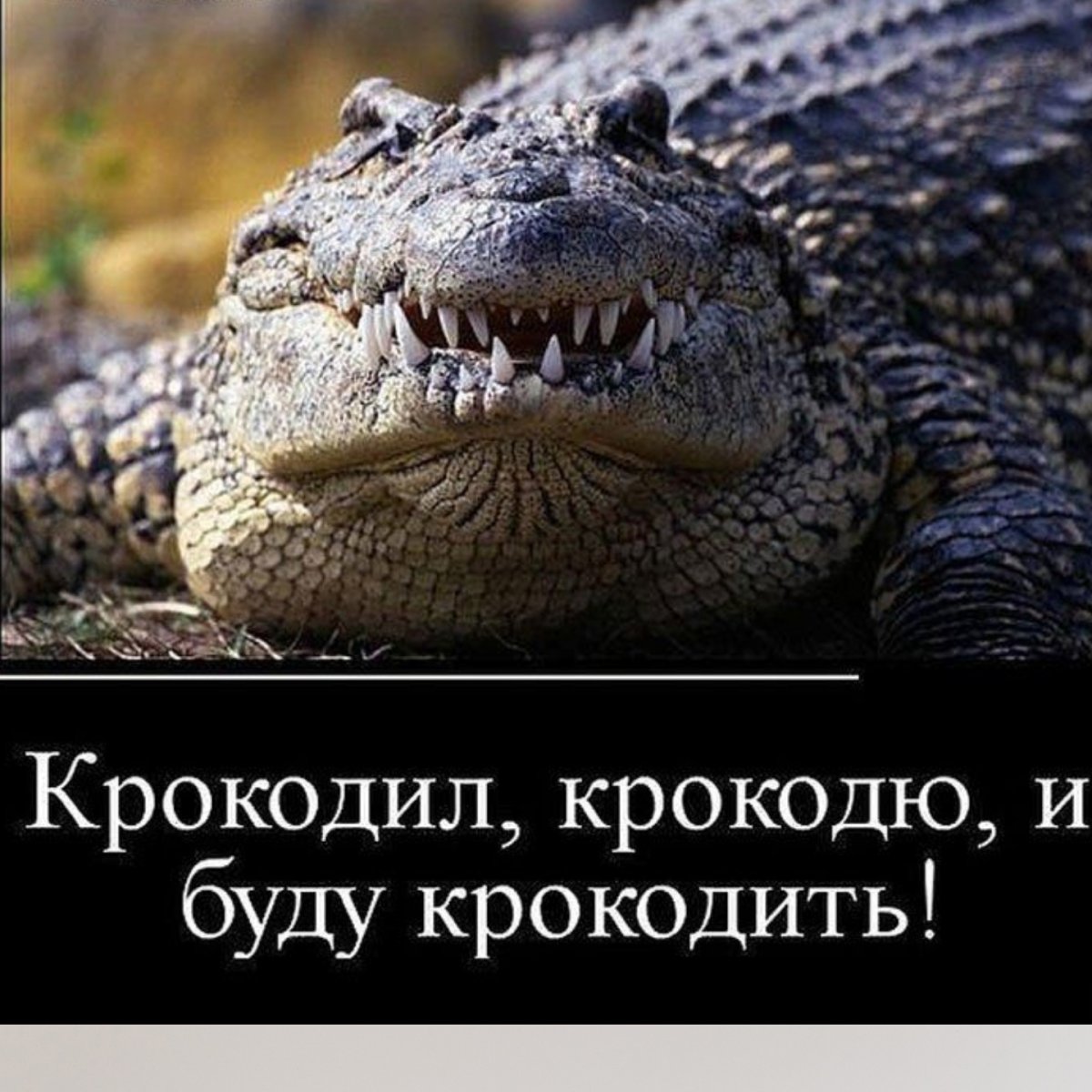 Смешной крокодил
