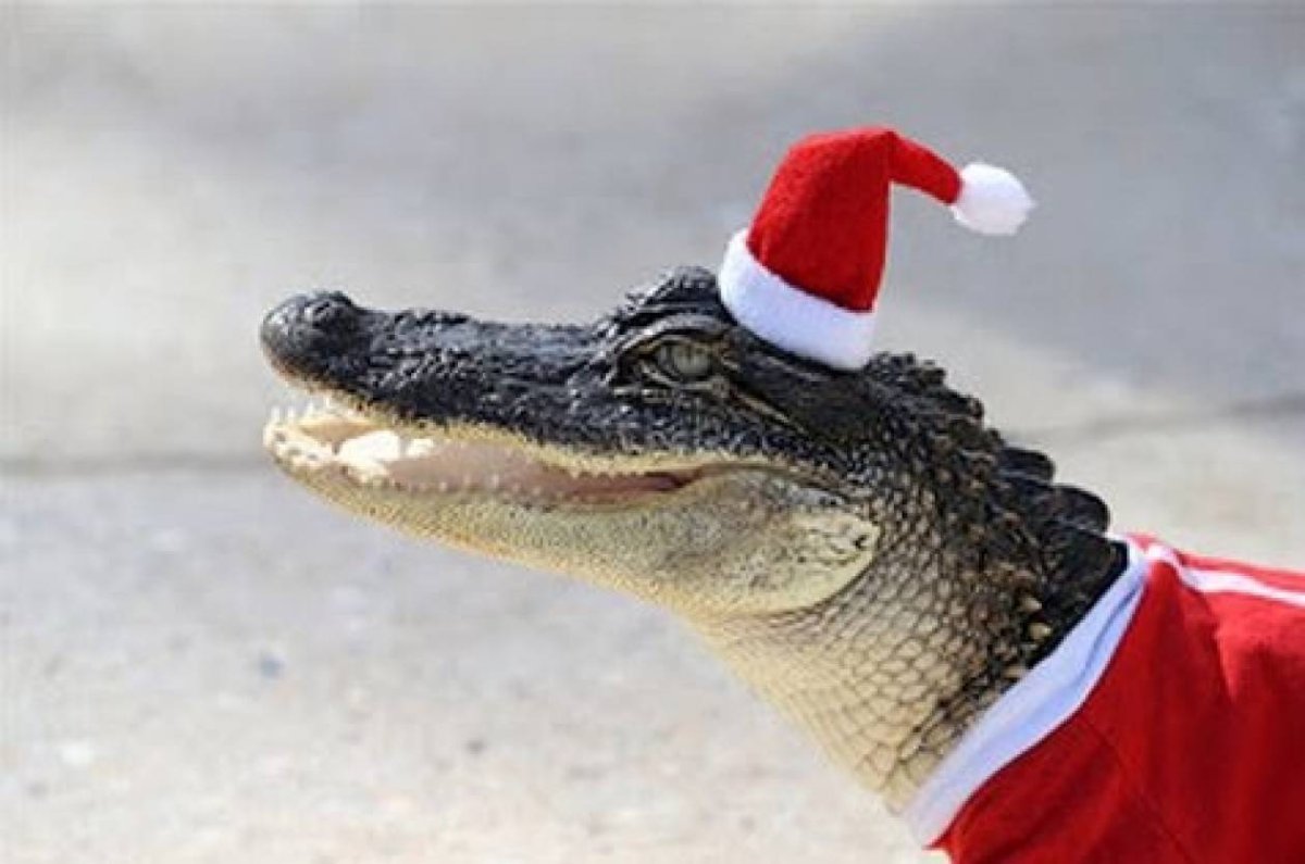 Крокодил в новогодней шапке