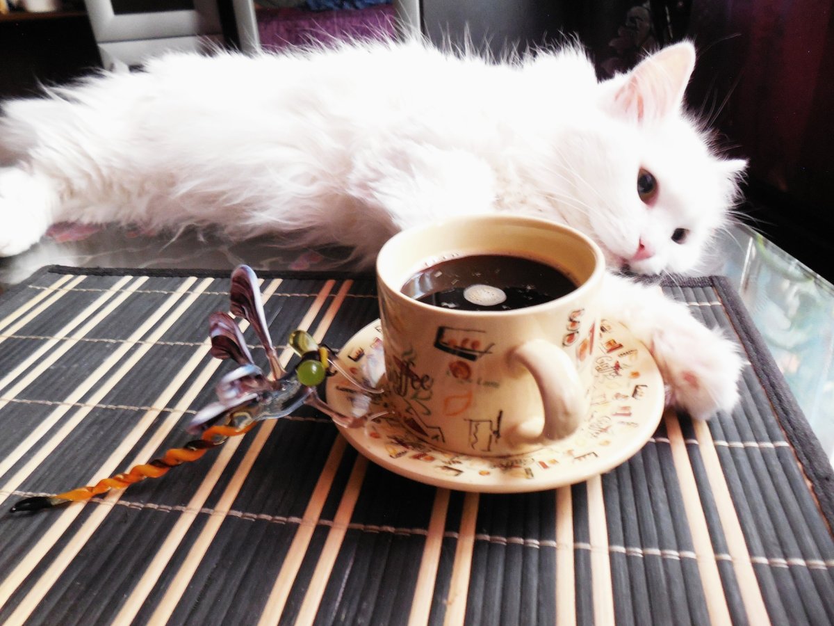 Доброе утро с котом и кофе