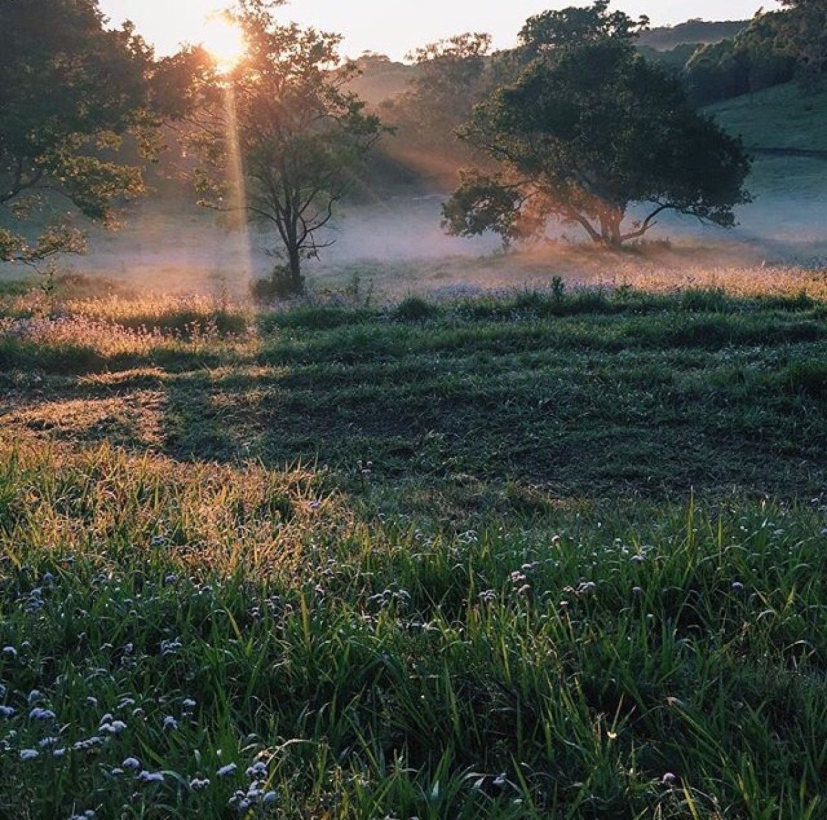 Красивая сохра