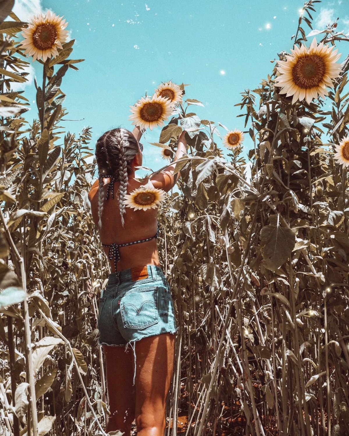 Пальмы Эстетика