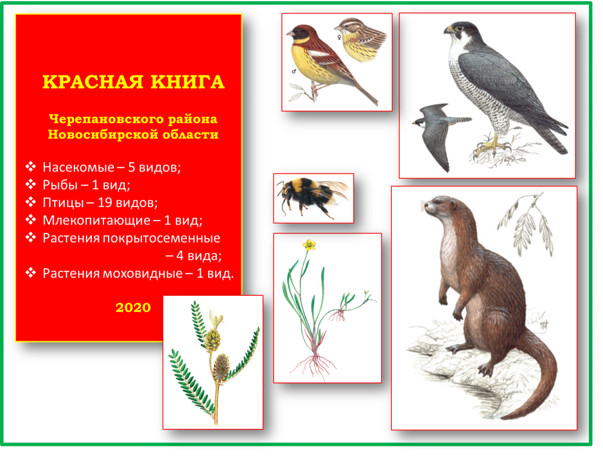 Через книгу в мир природы книжная выставка в библиотеке