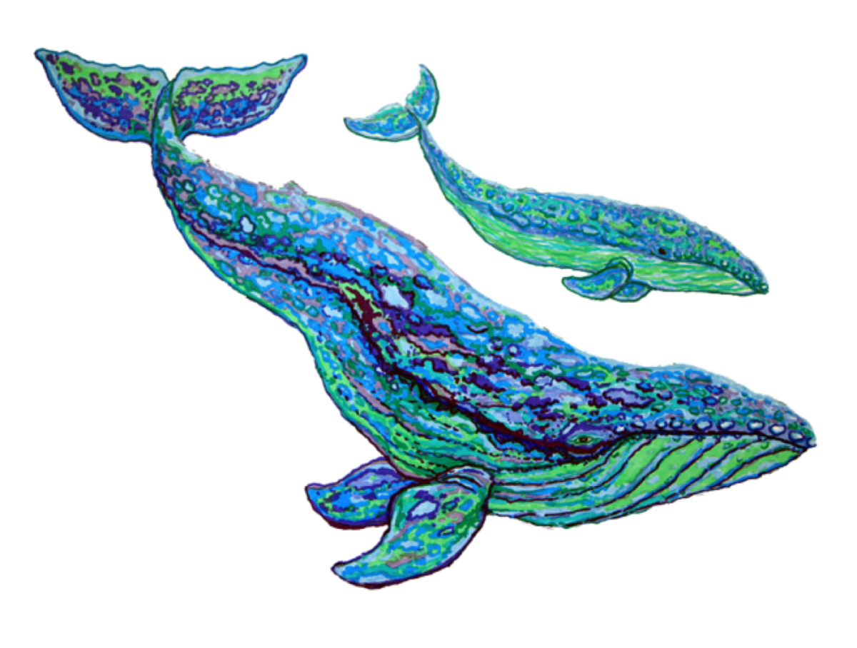 Кит иллюстрация