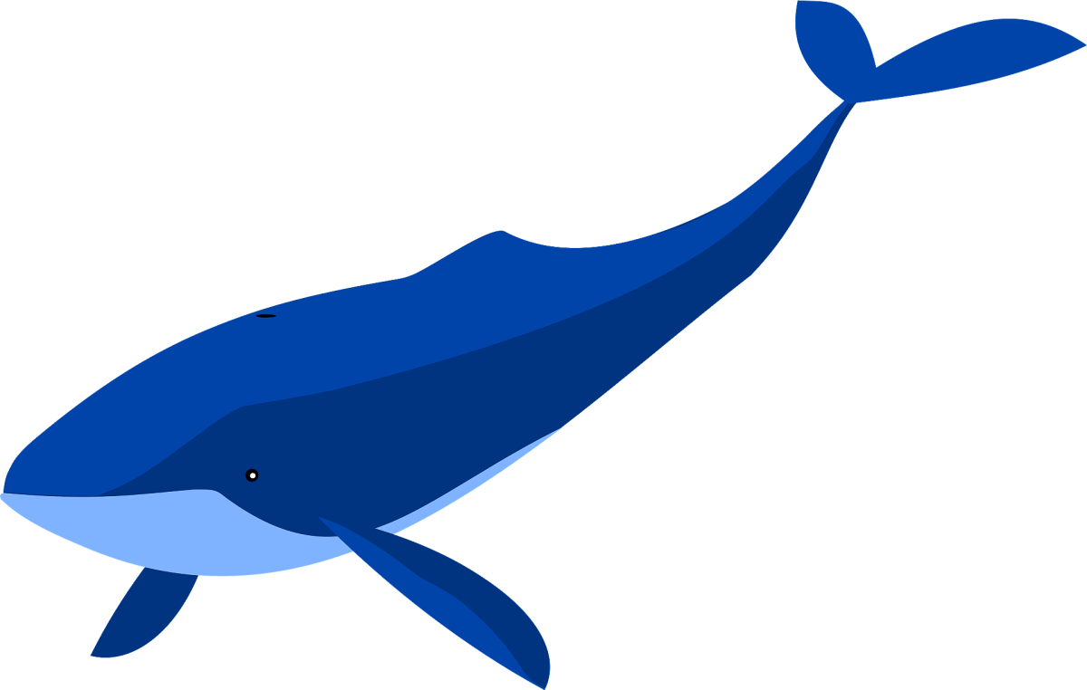 Кит без фона