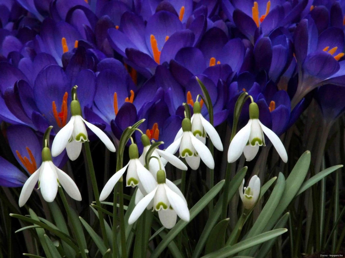 Пролеска Крокус Галантус