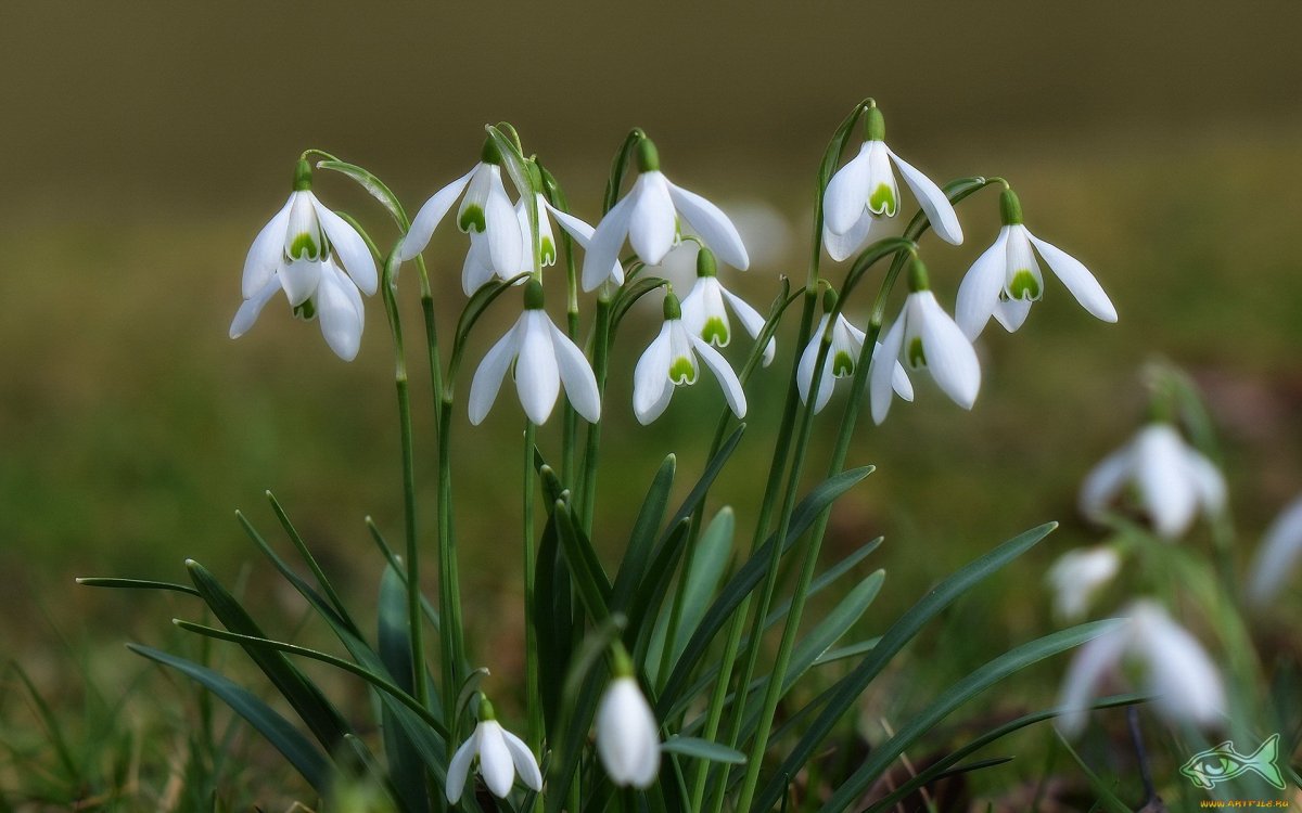 Цветущие подснежники