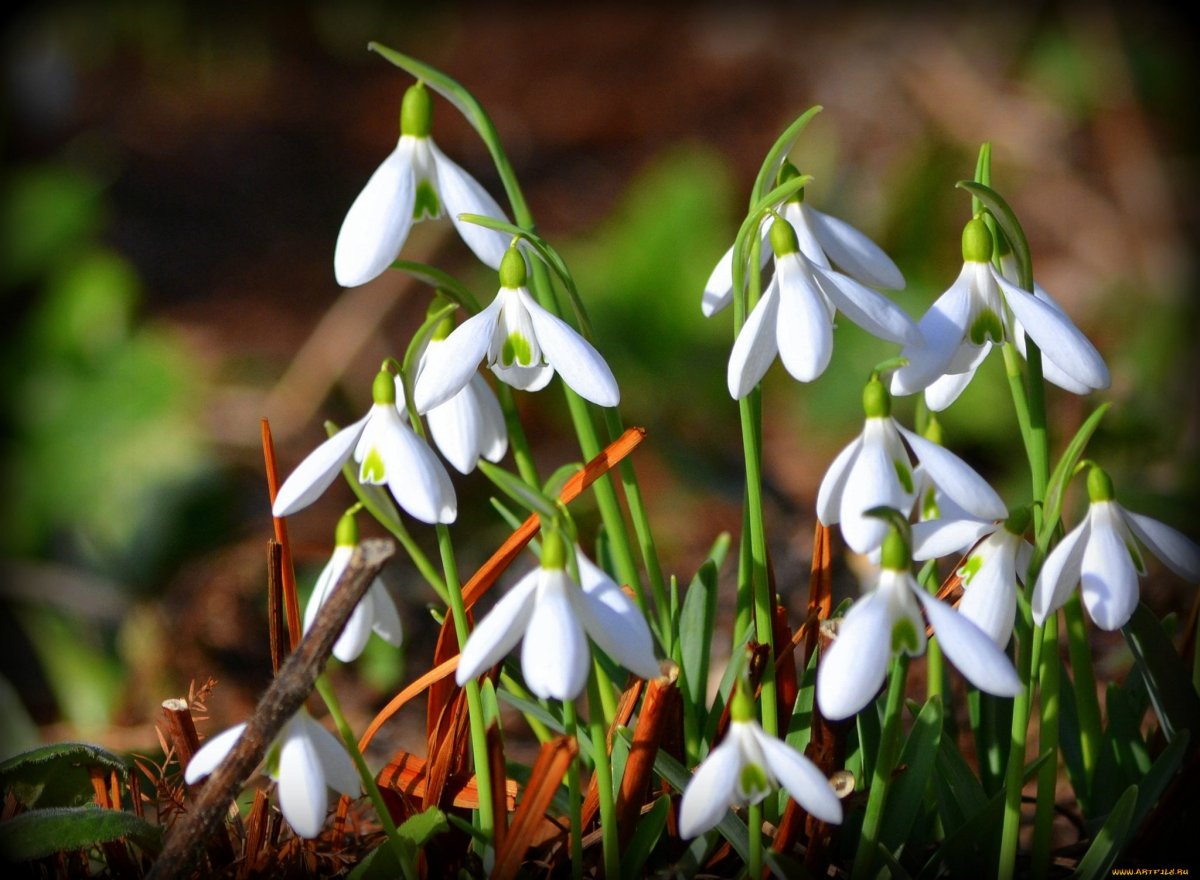 Подснежник тонколистный