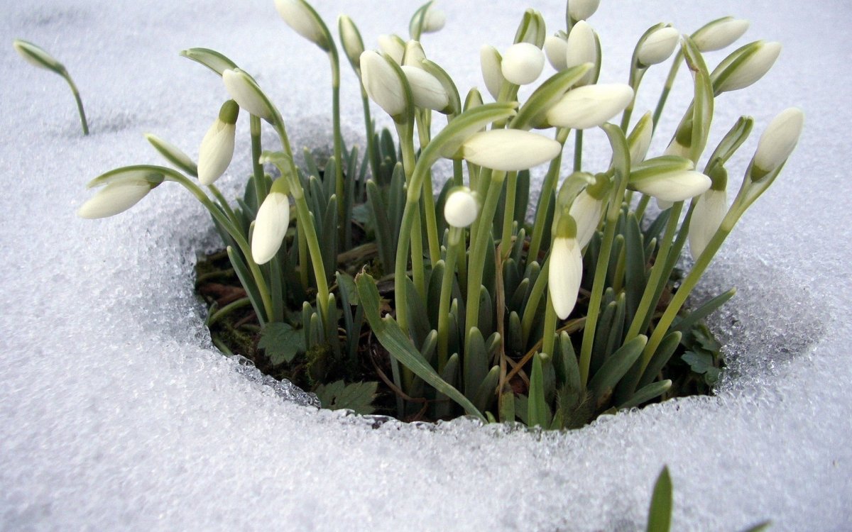 Цветы подснежники цветы пролески