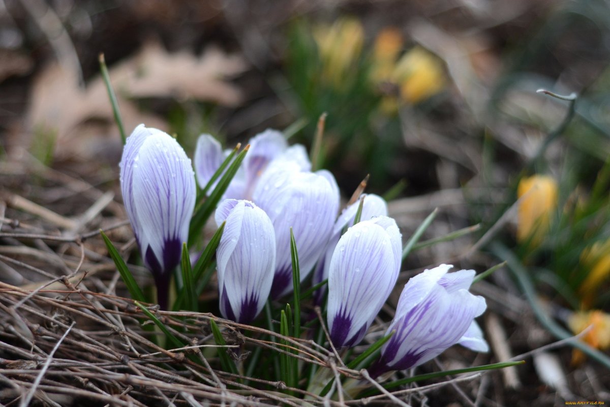 Весна подснежники крокусы
