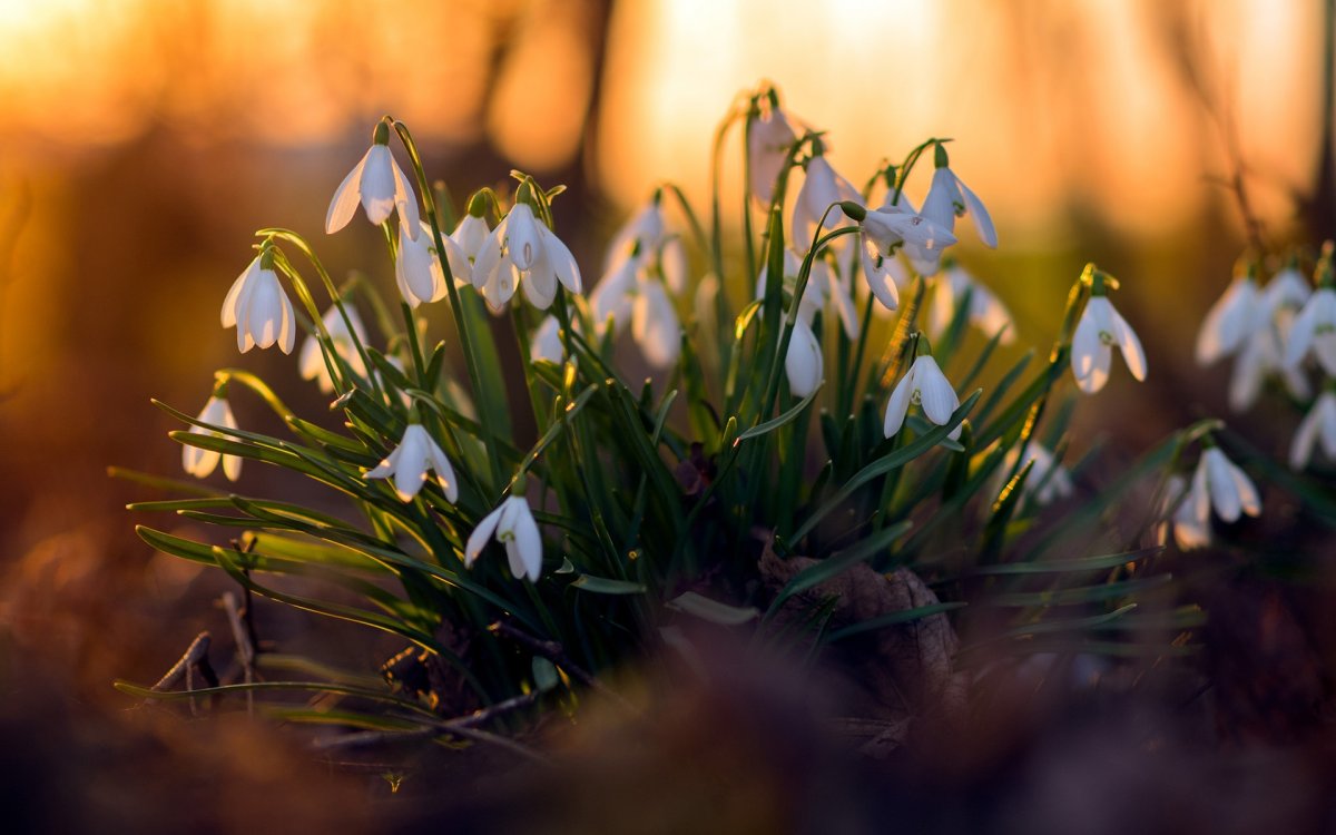 Подснежники Snowdrops