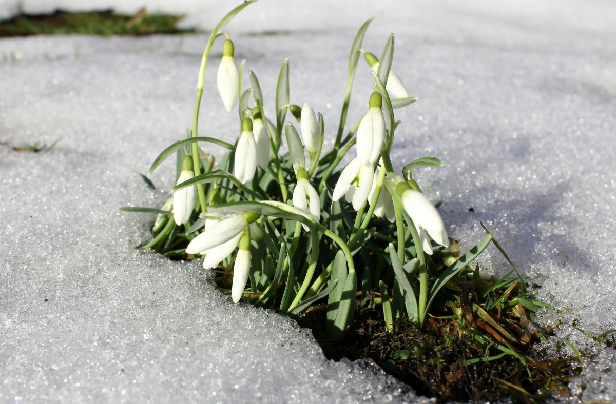 Подснежник белоцветник