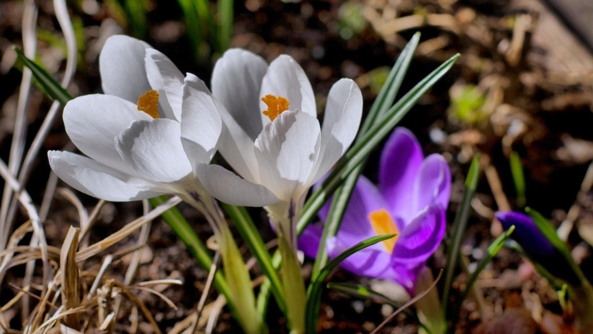 Цветы крокусы первоцветы