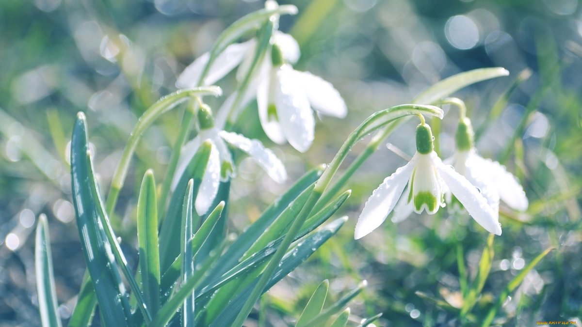 Подснежник узколистный