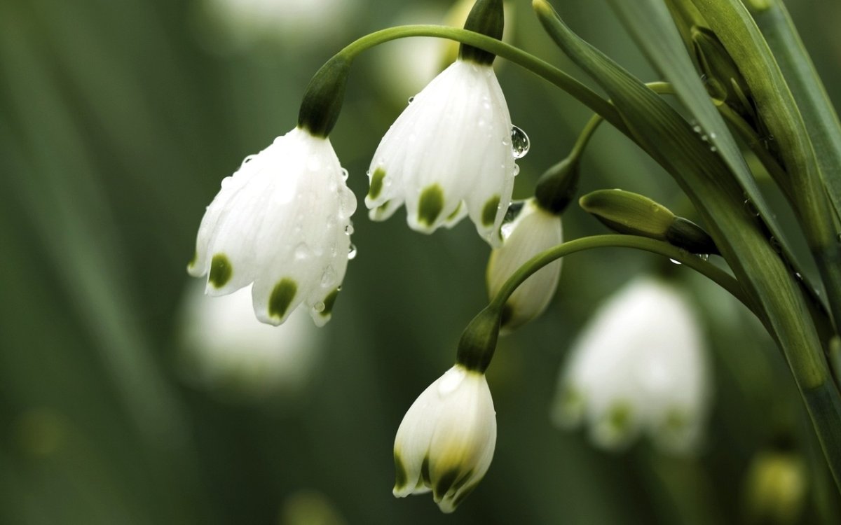 Белоцветник весенний