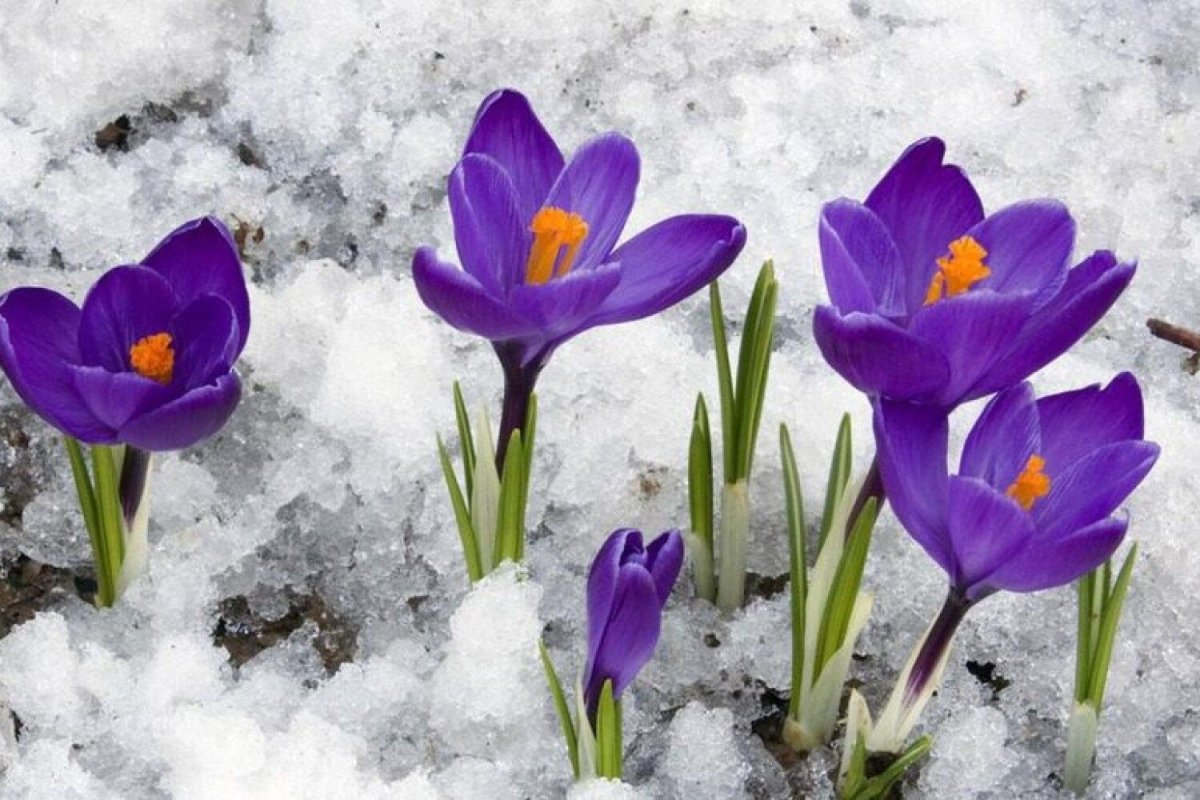 Первоцветы (подснежники, крокусы, гиацинты).