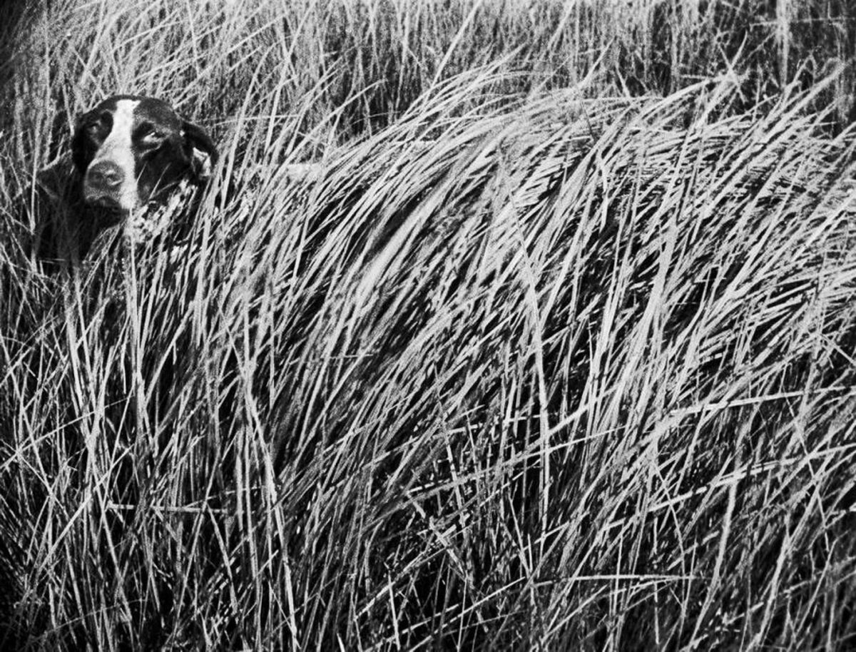 Собака Пришвина