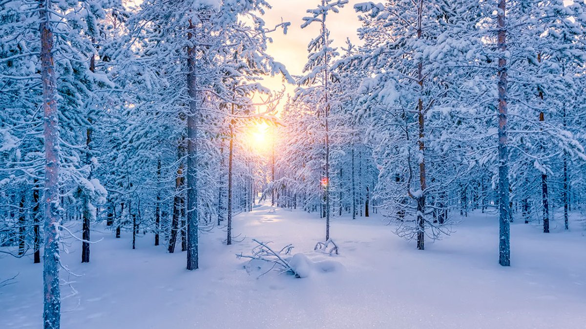 Снежный лес