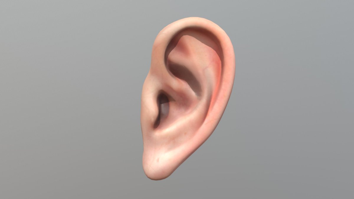 Фенек Фокс щенок