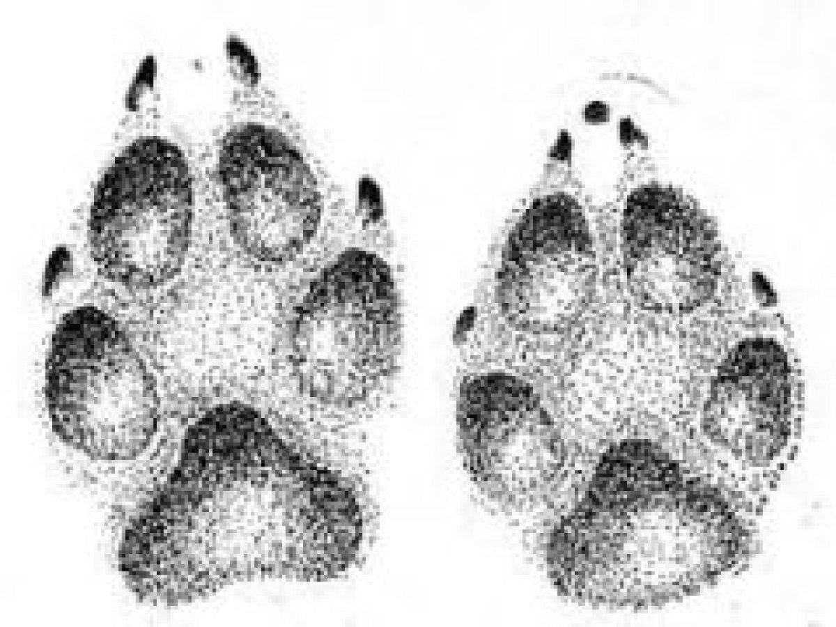 Отпечаток лапы рыси