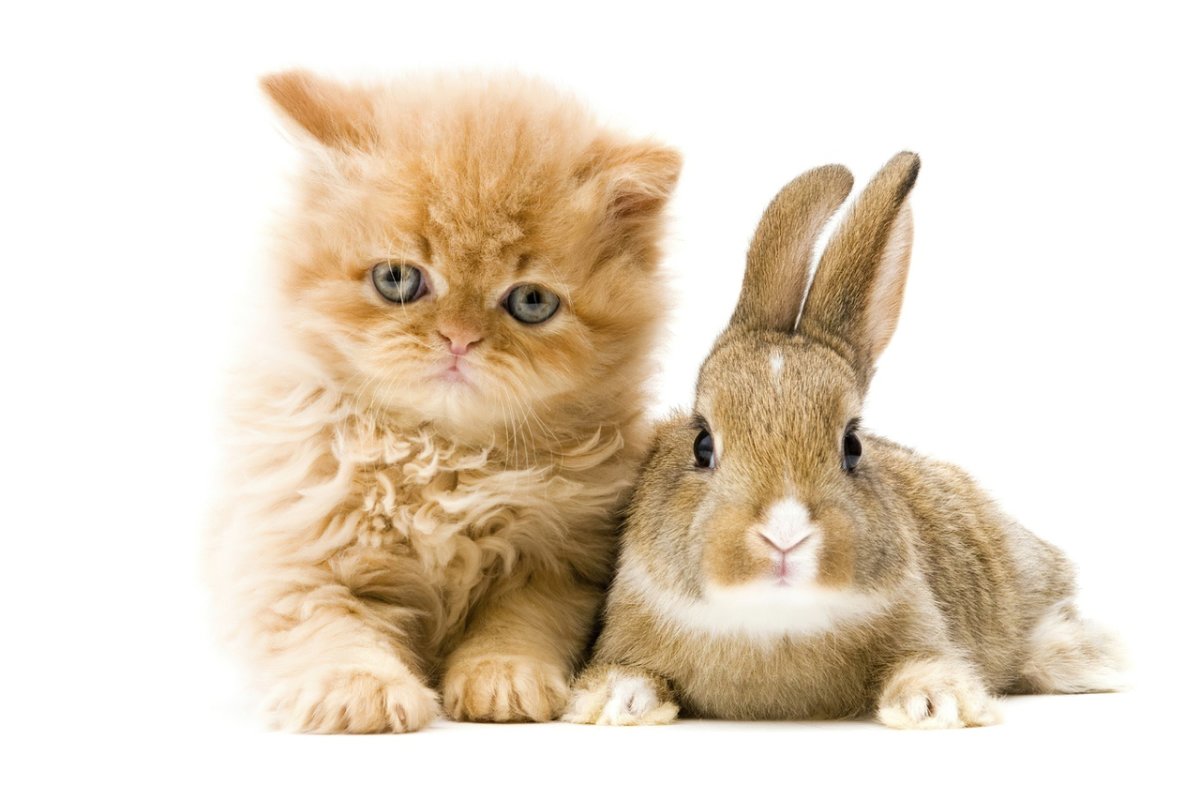 Зайка и котенок