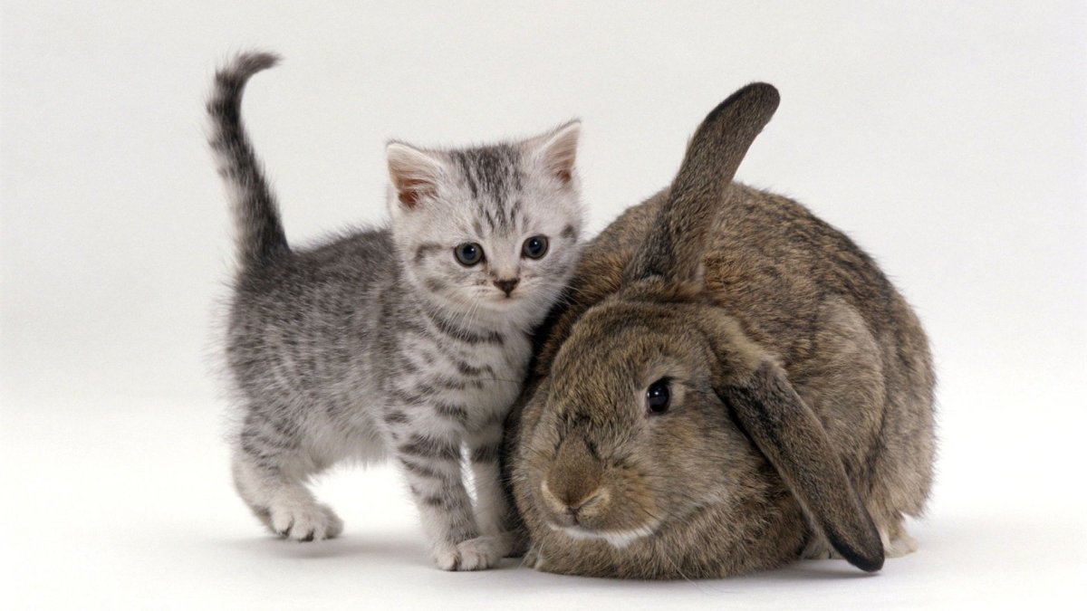 Кролик и кошка