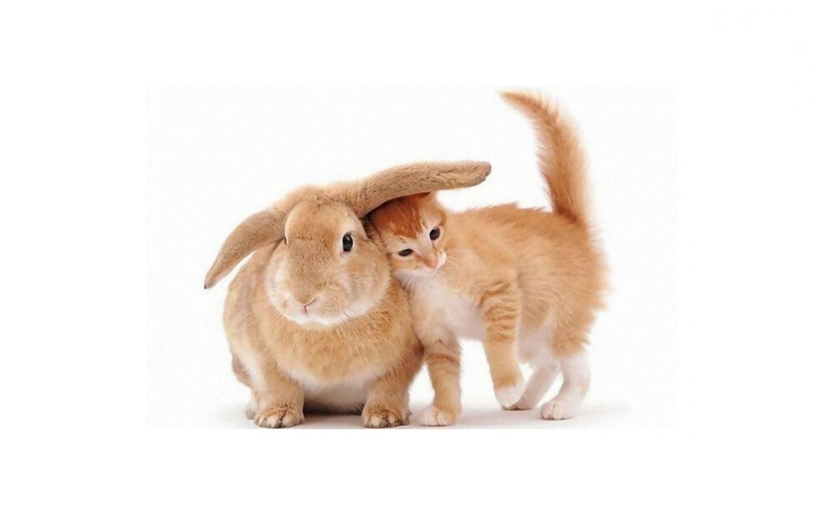 Кот и кролик