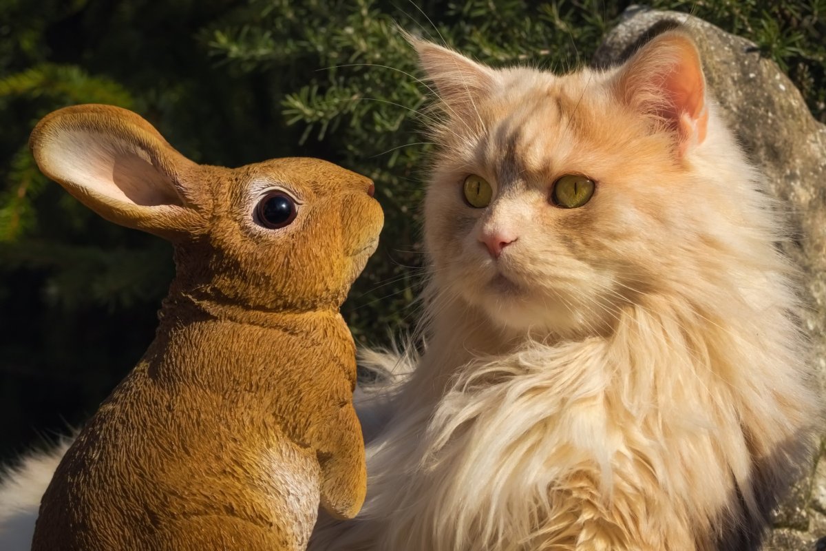 Кролик и кошка