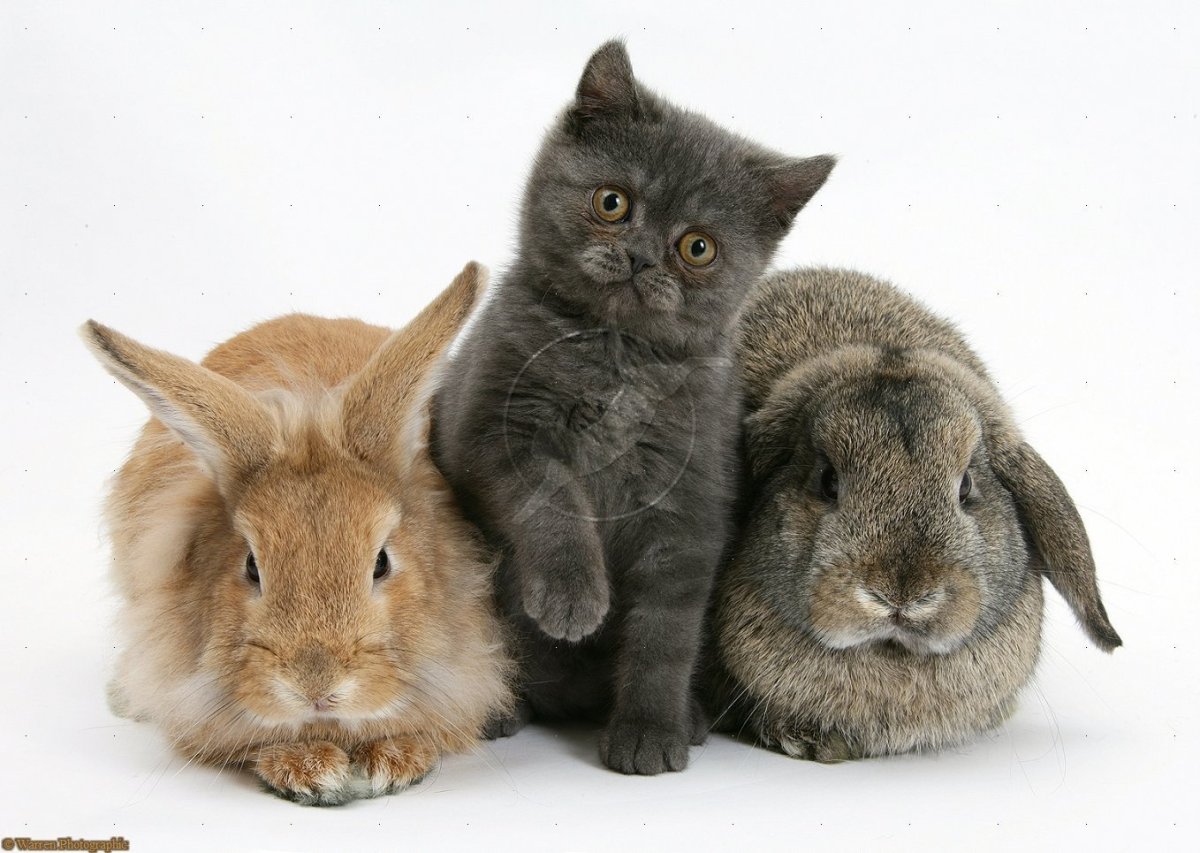 Кролик и котенок