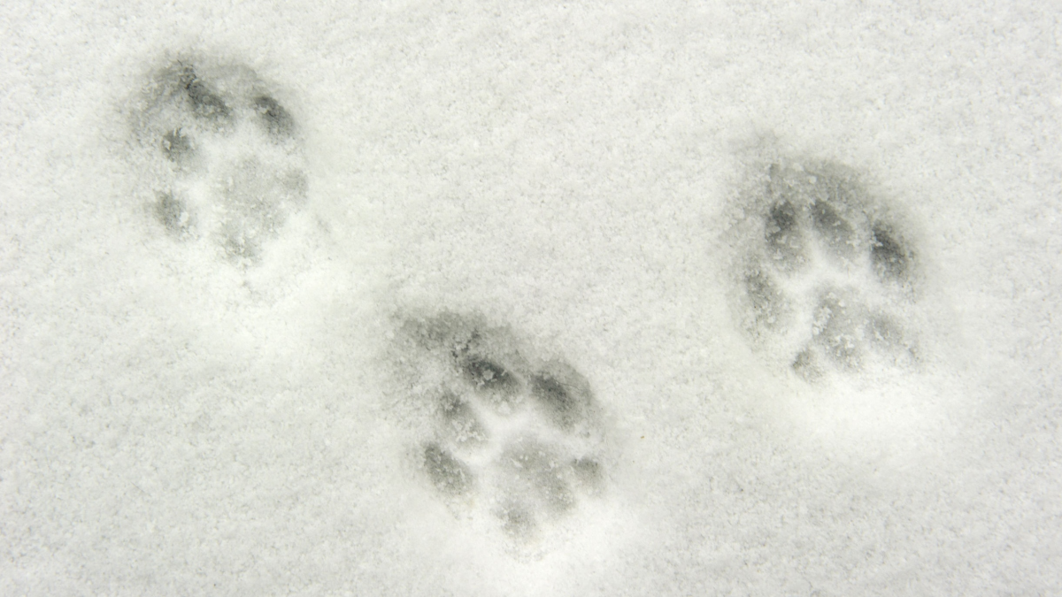 Следы енотовидной собаки на снегу