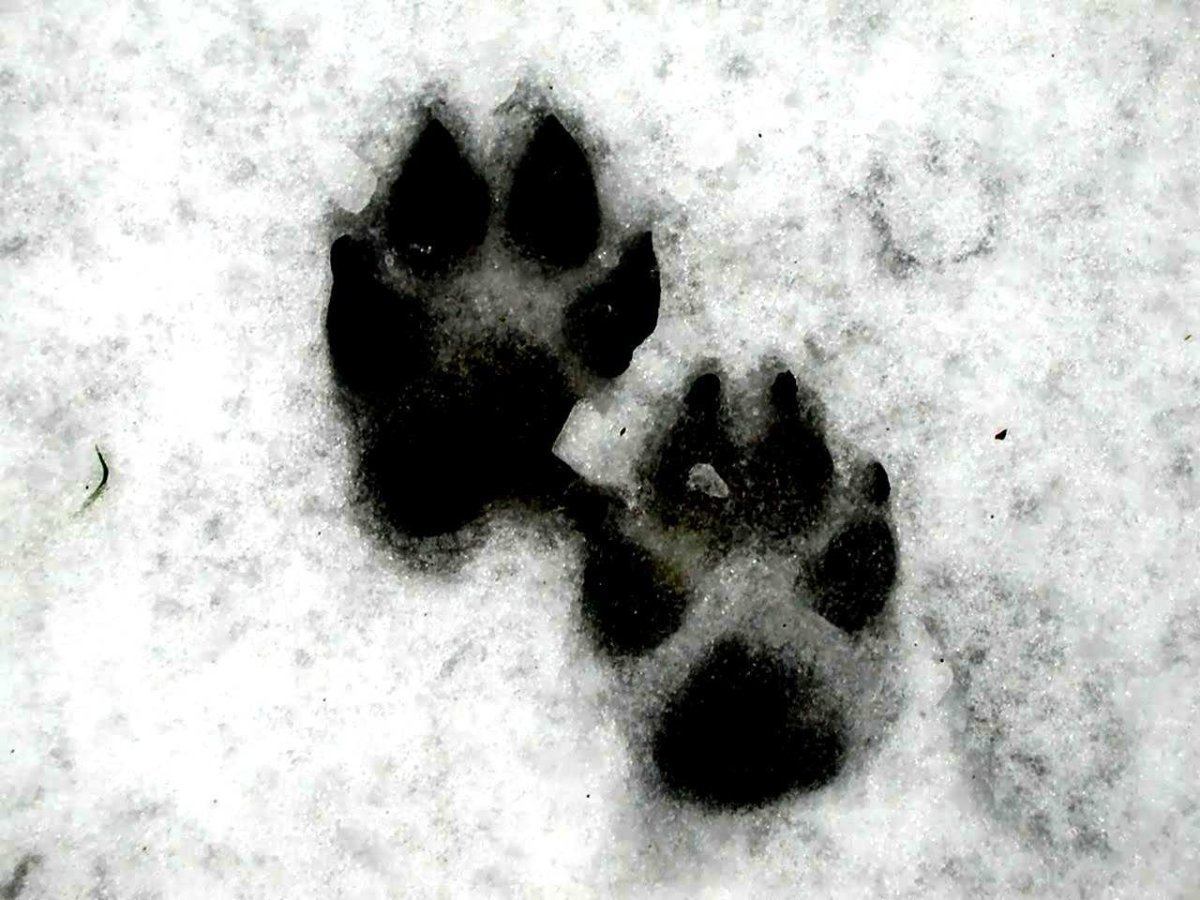 Следы лесных животных