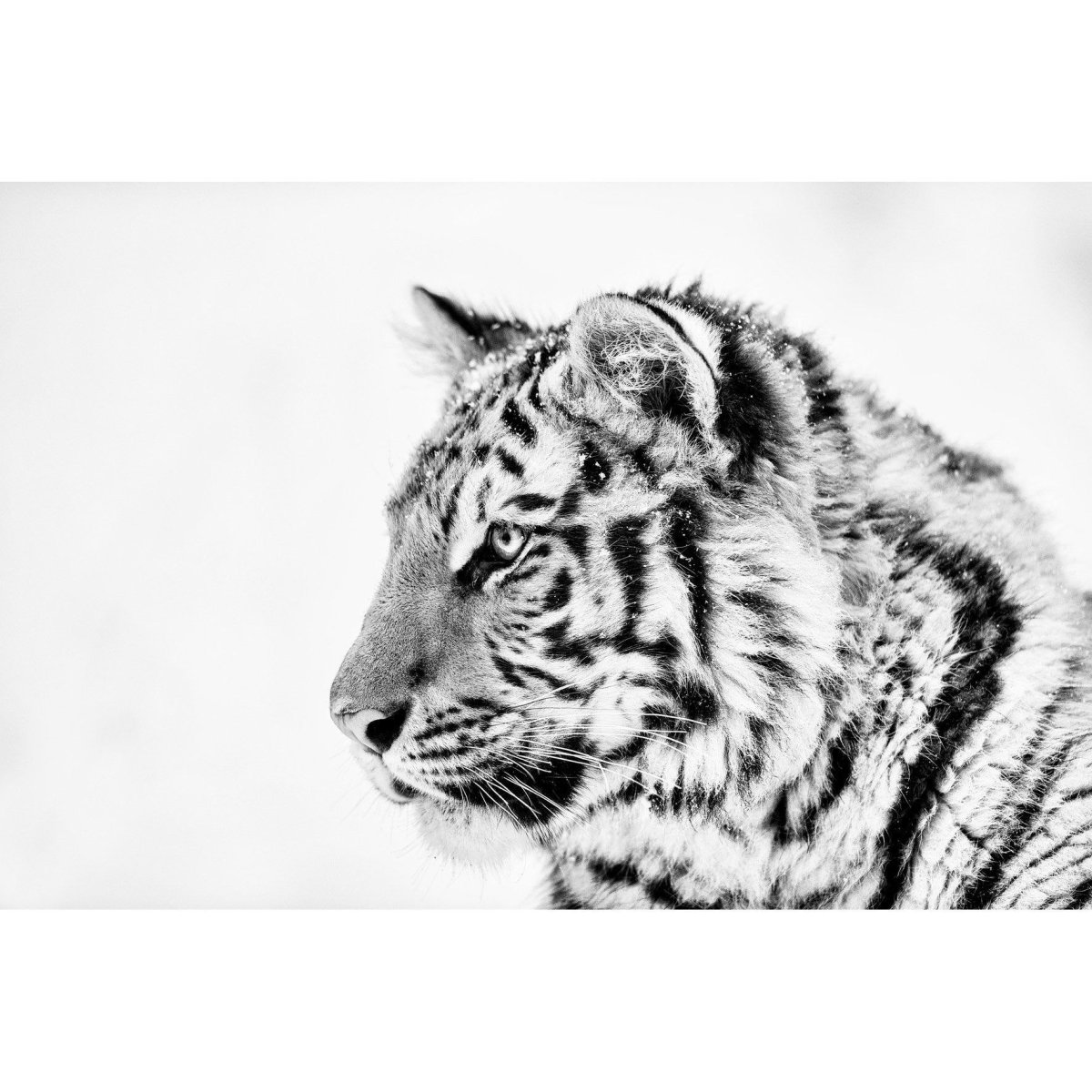 Амурский тигр черно белый