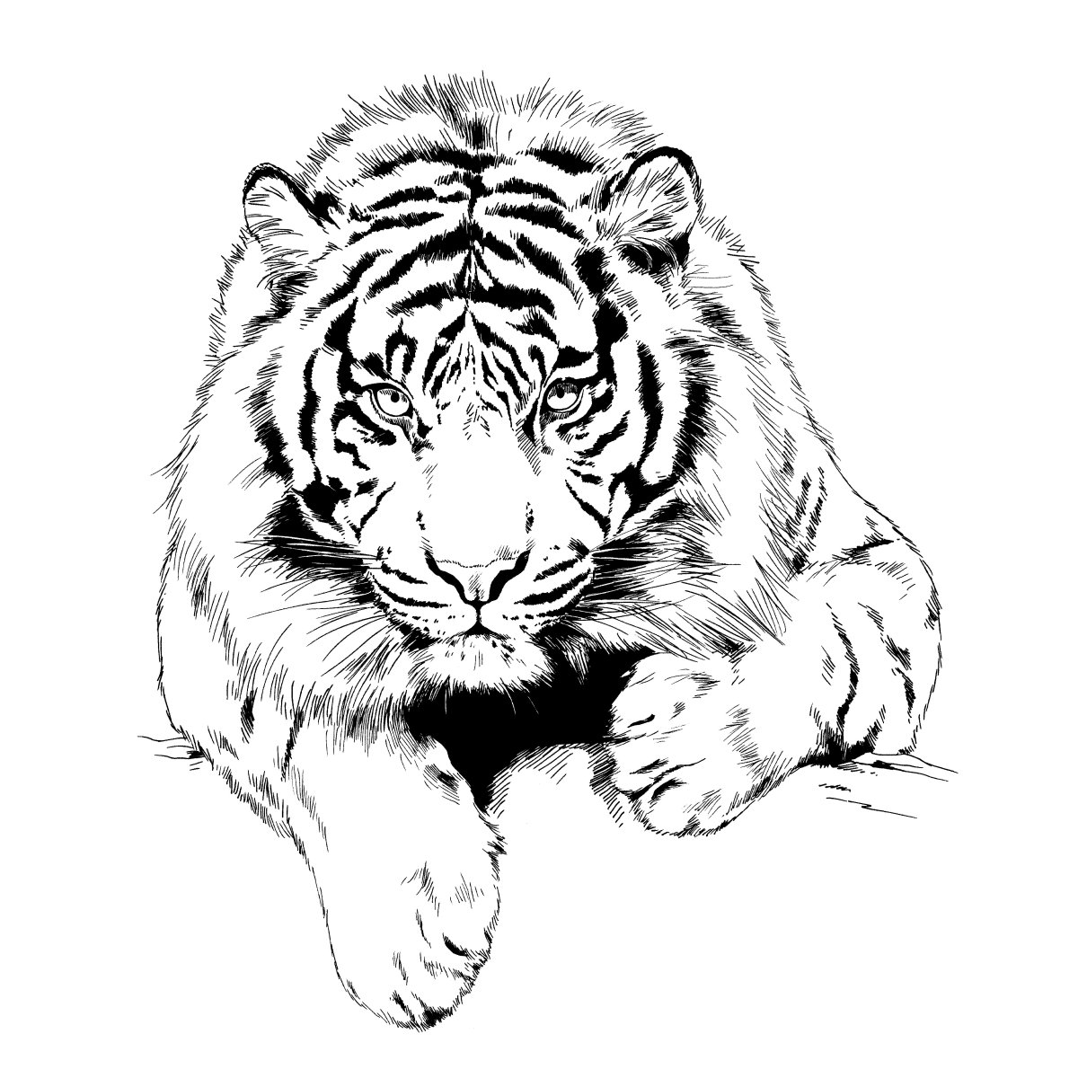 Тигр раскраска тату