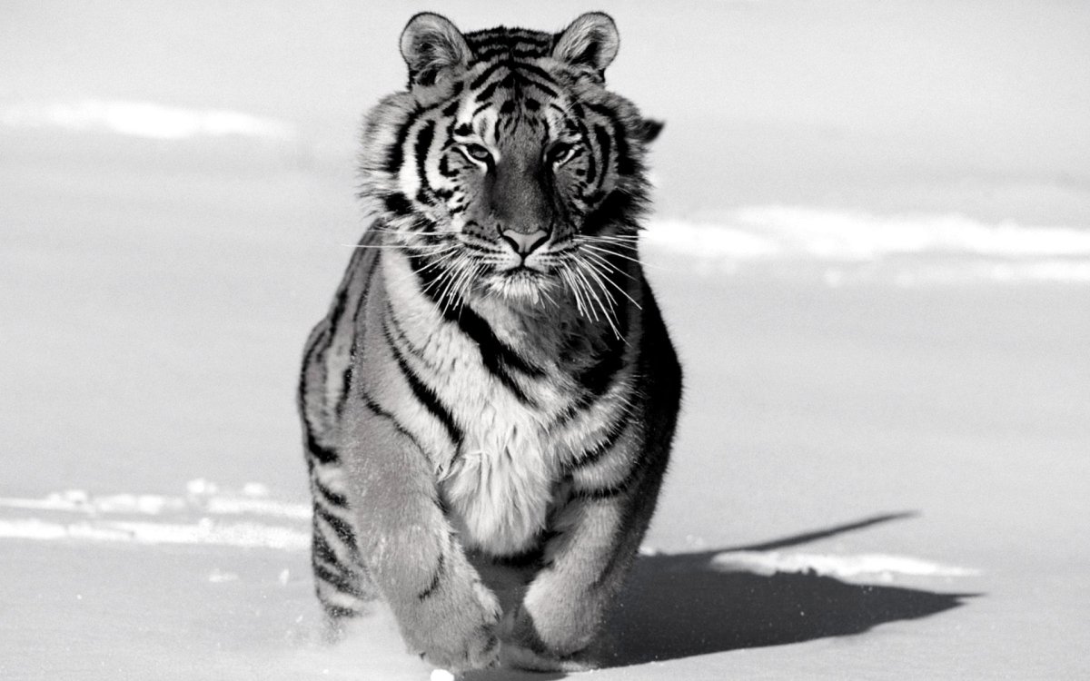 Тигр чёрно белый