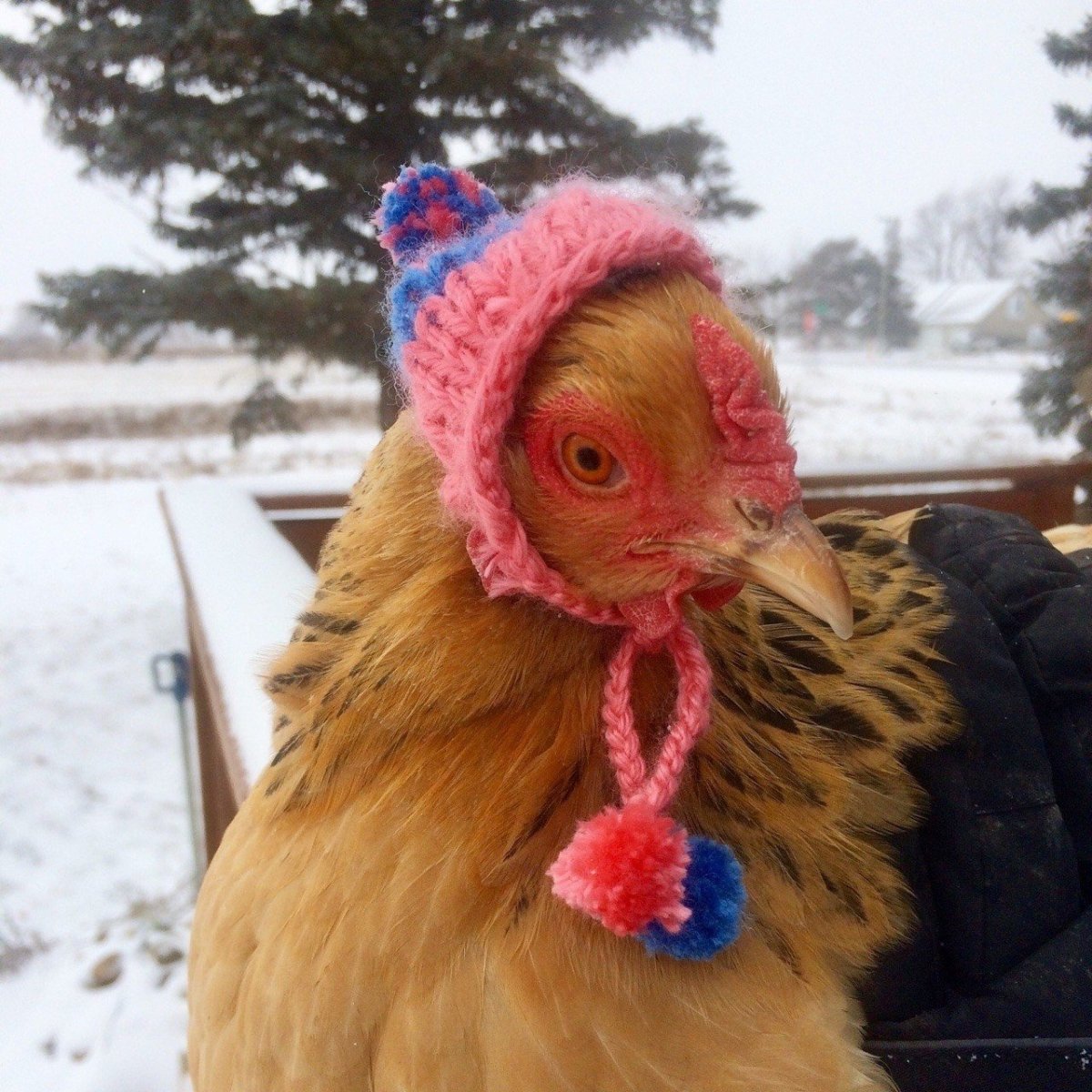 Шапочка курочки