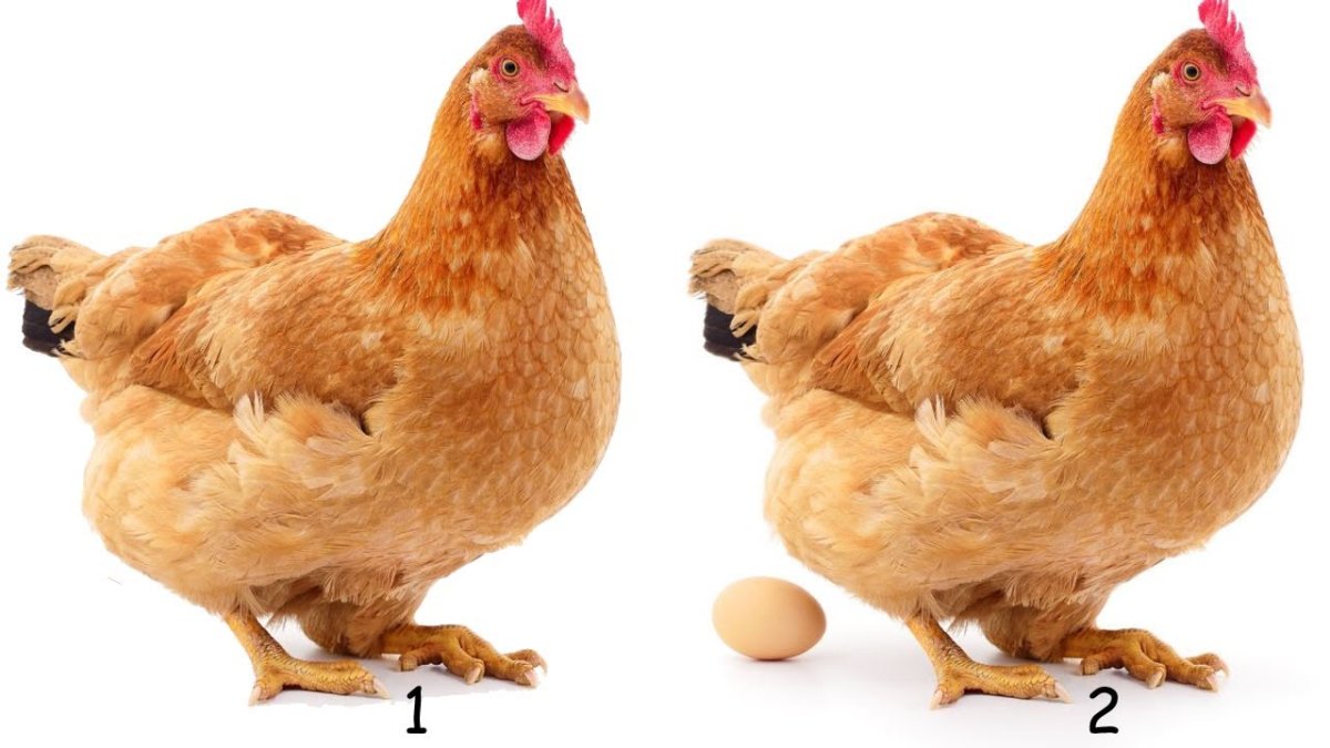 Мировой рекорд по куры