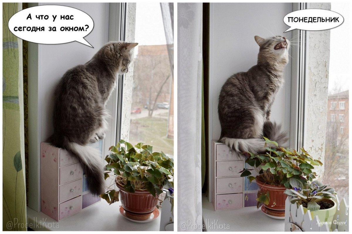 Кот утро понедельника
