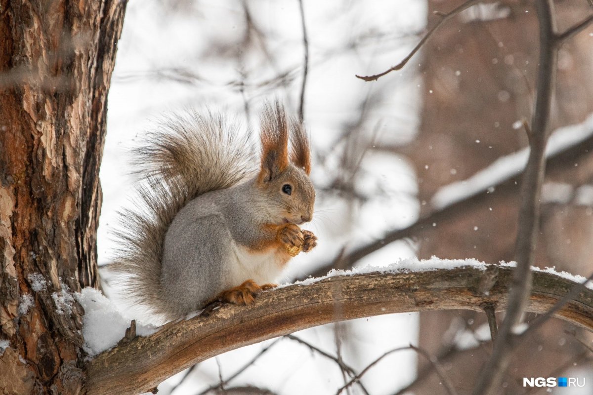 Белки зимой