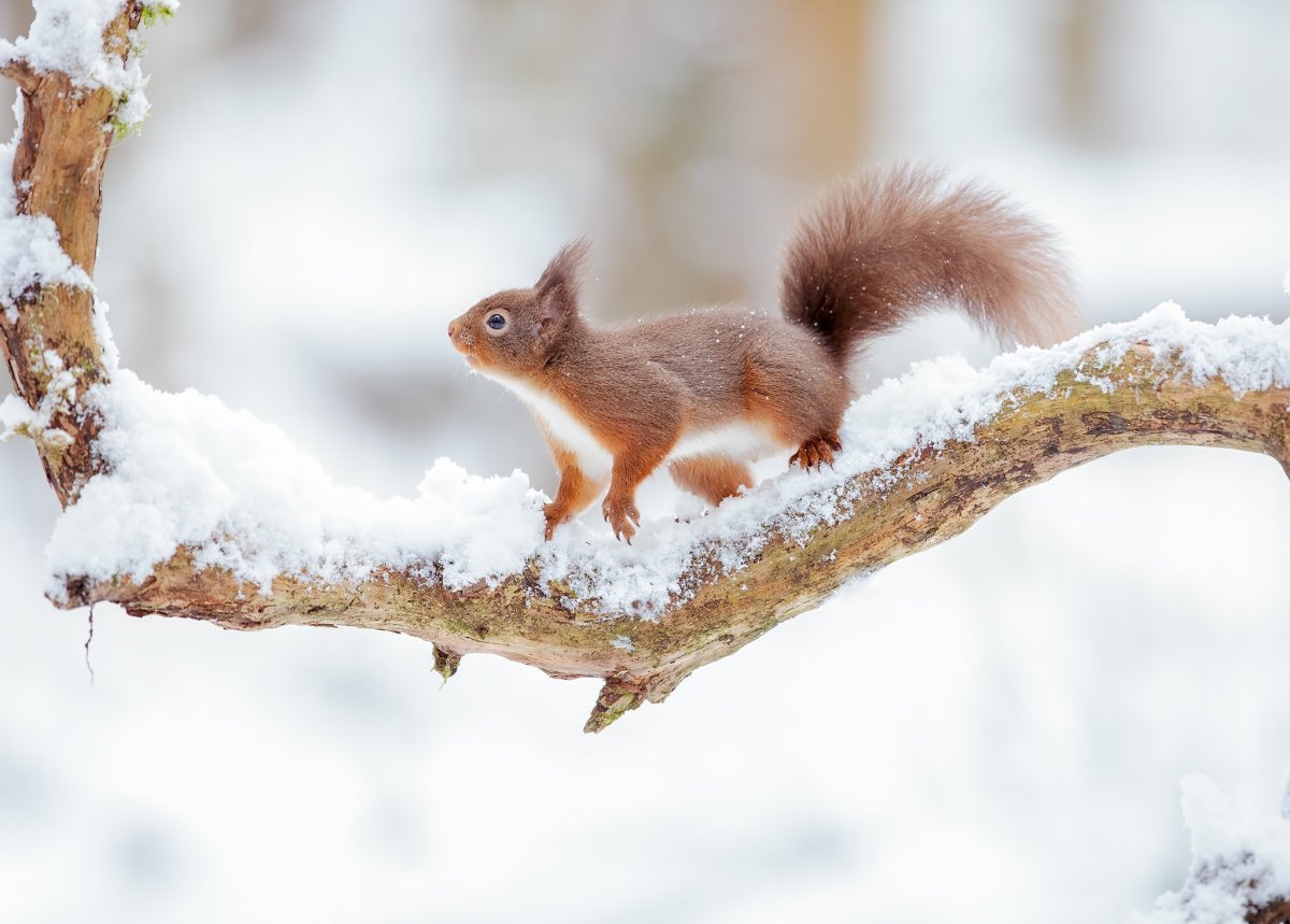 Звери зимой