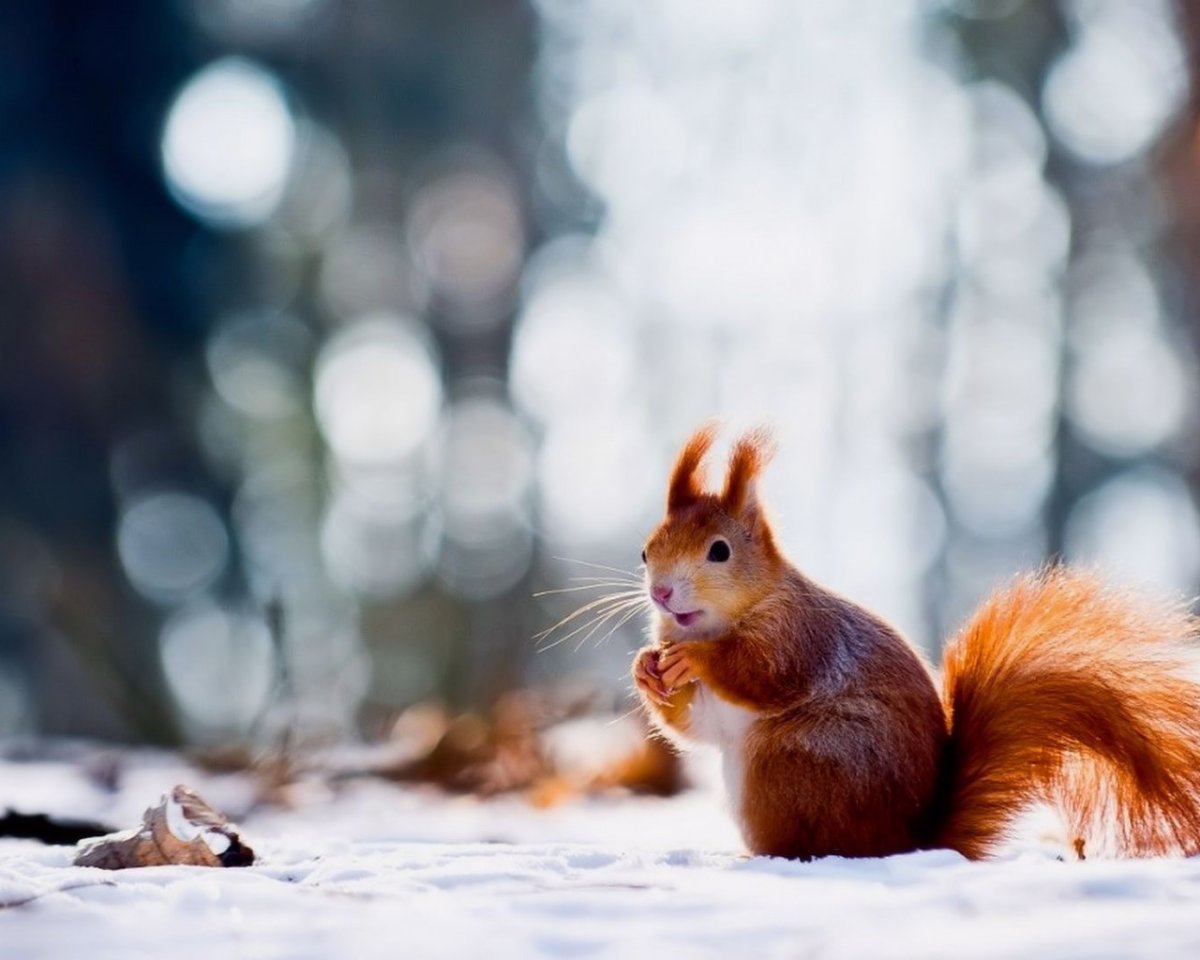 Голубая белка