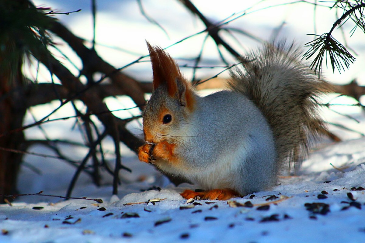 Милые белочки
