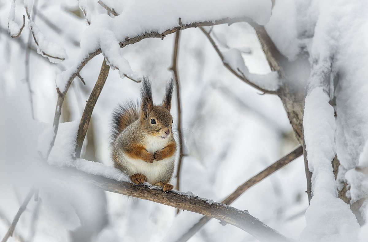 Звери в зимнем лесу