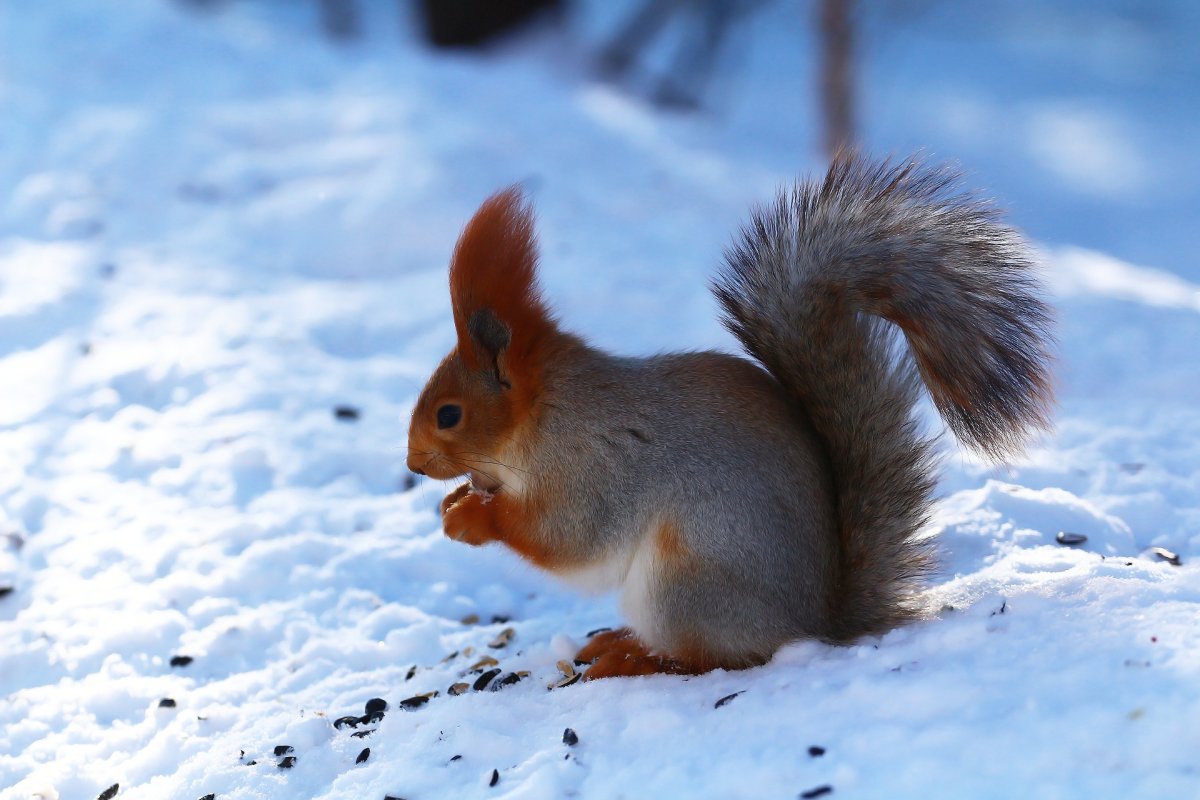 Белочка зимой