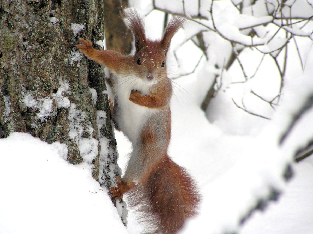 Живая природа зимой