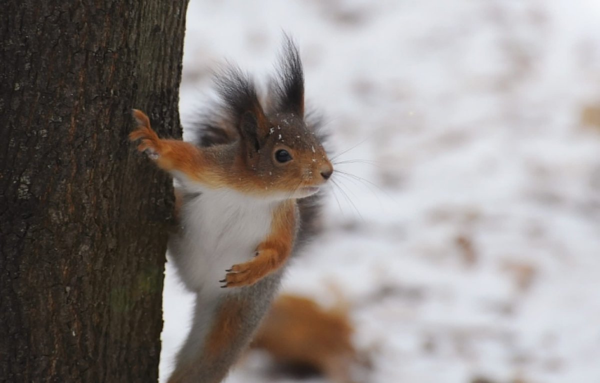 Красивая Белочка зимой
