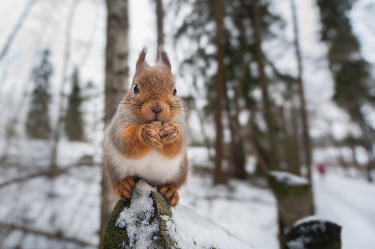 Зимние звери