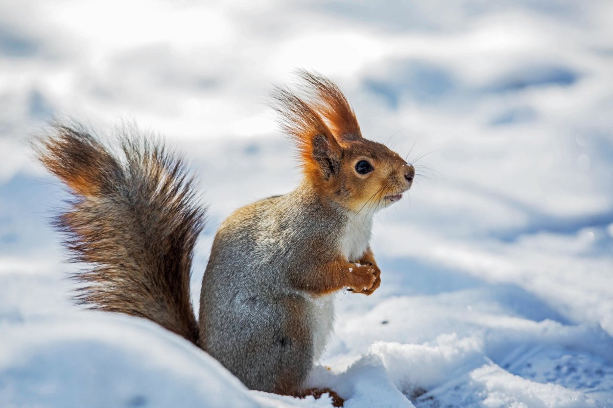 Белочка в серой шубке