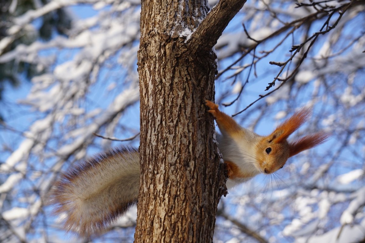 Белочка зимой